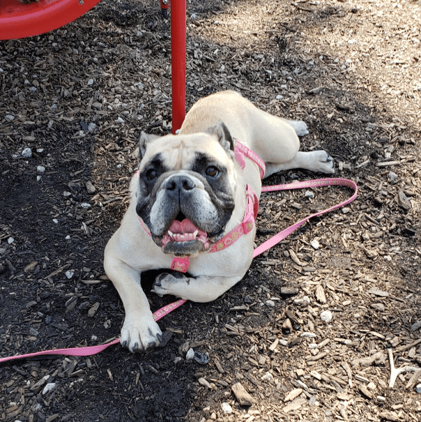 Indiana Bulldog Rescue Winnie