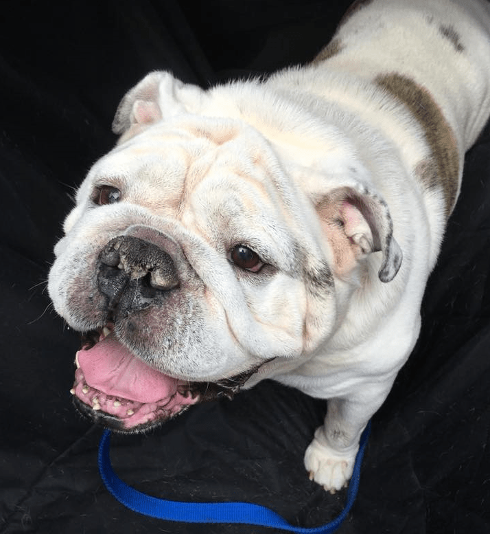 Indiana Bulldog Rescue earl_2