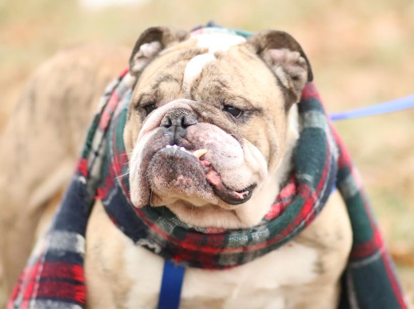 Indiana Bulldog Rescue jack_1