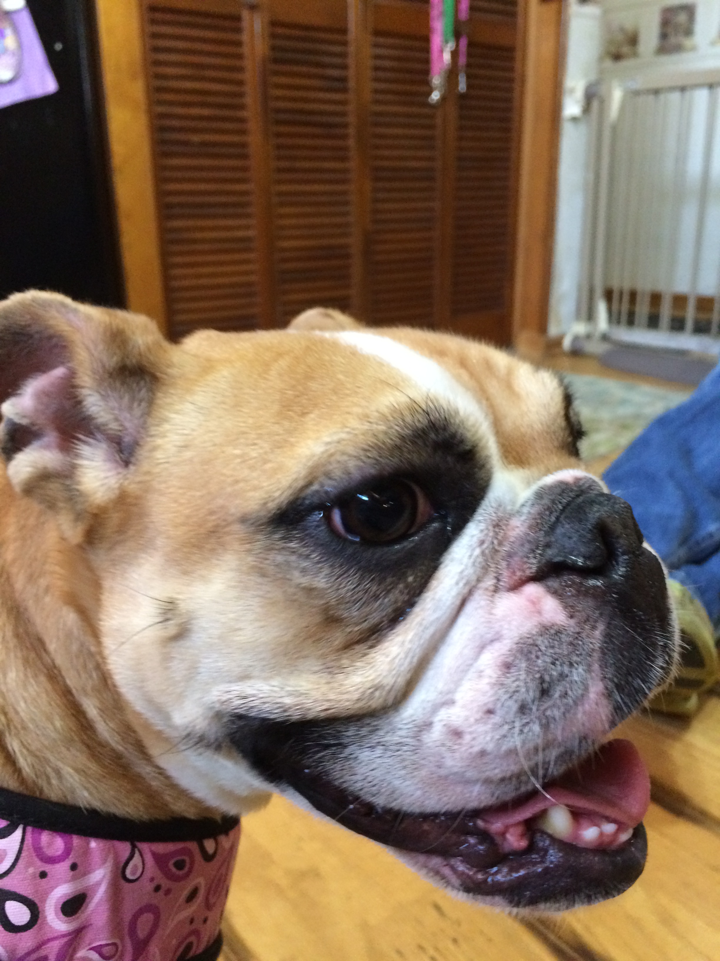 Indiana Bulldog Rescue mitsy