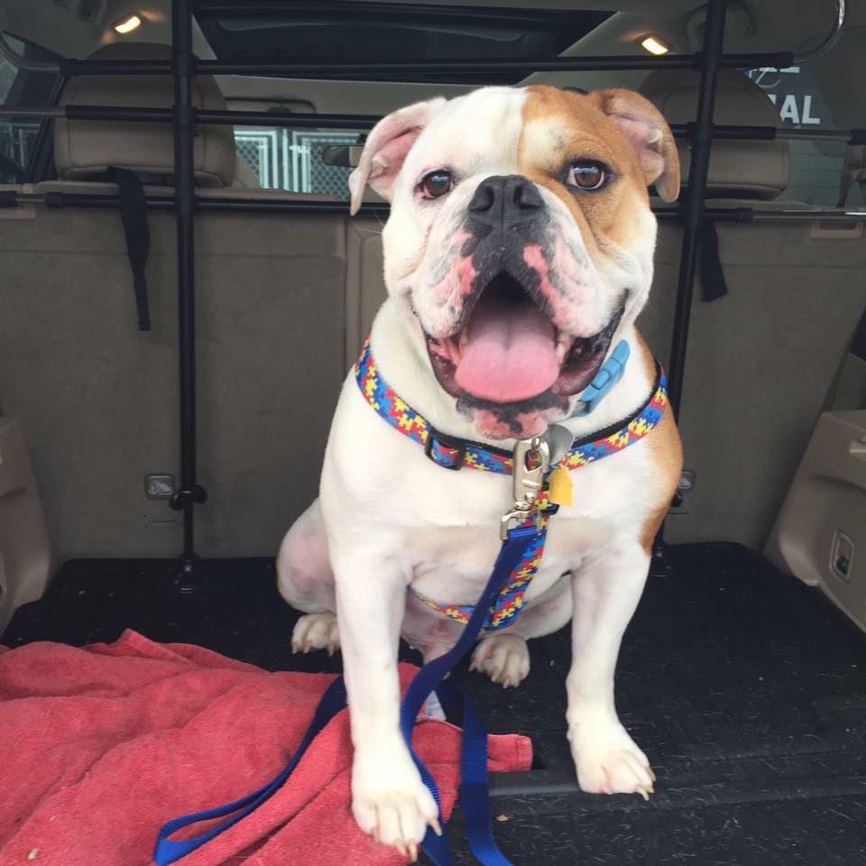 Indiana Bulldog Rescue ryder_1