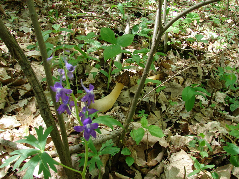 morel définition What is