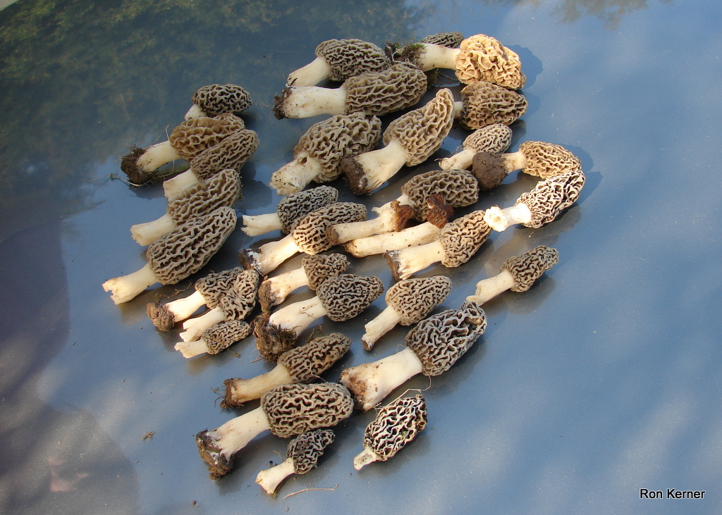 Morel Mushrooms at Indiana Mushrooms