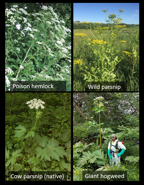 The Skinny on Poison Hemlock INPS