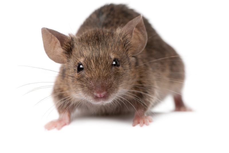 Home Indiana Pest Management Indiana Pest Control Indiana Pest