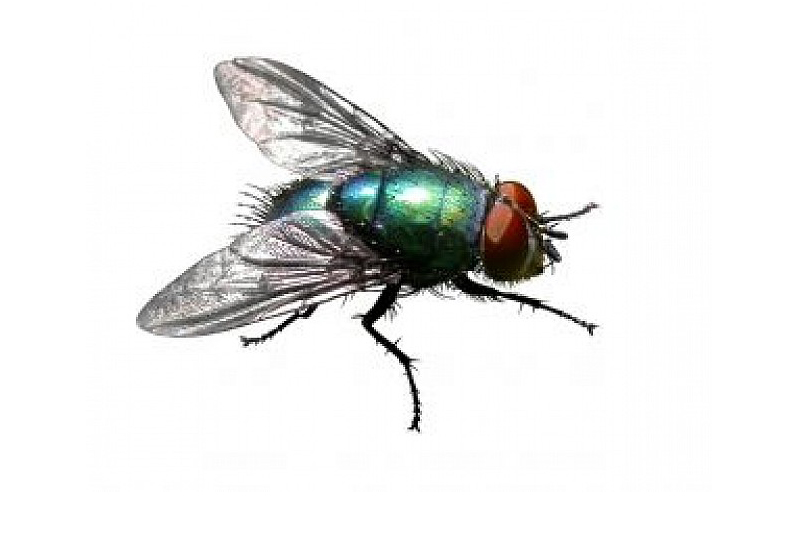 Home Indiana Pest Management Indiana Pest Control Indiana Pest