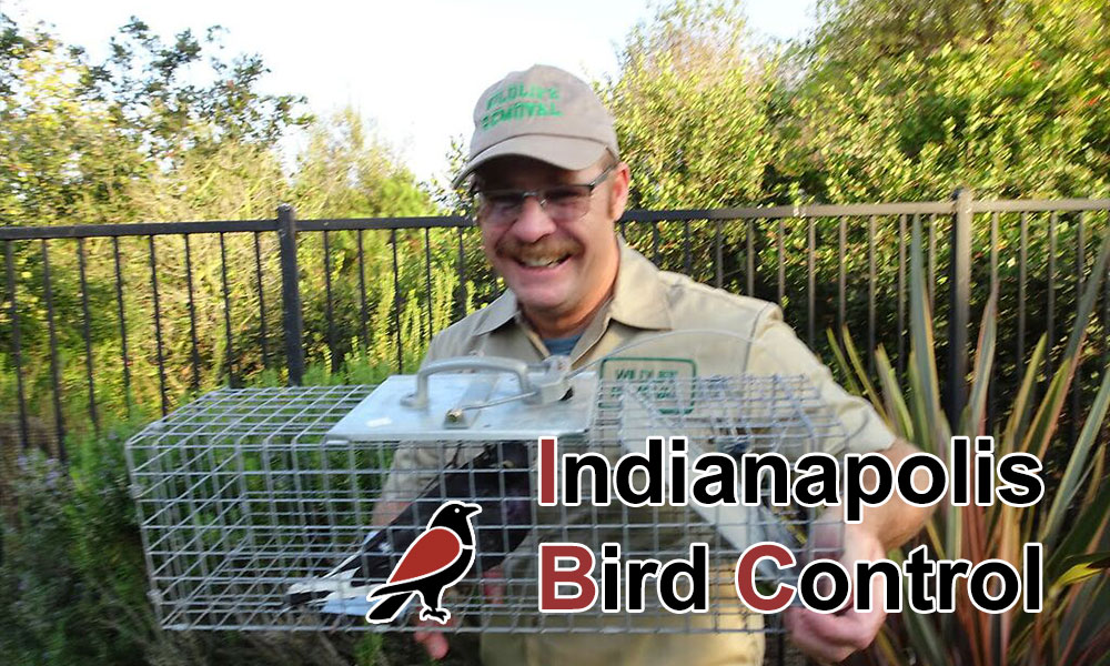 Indianapolis Bird Control
