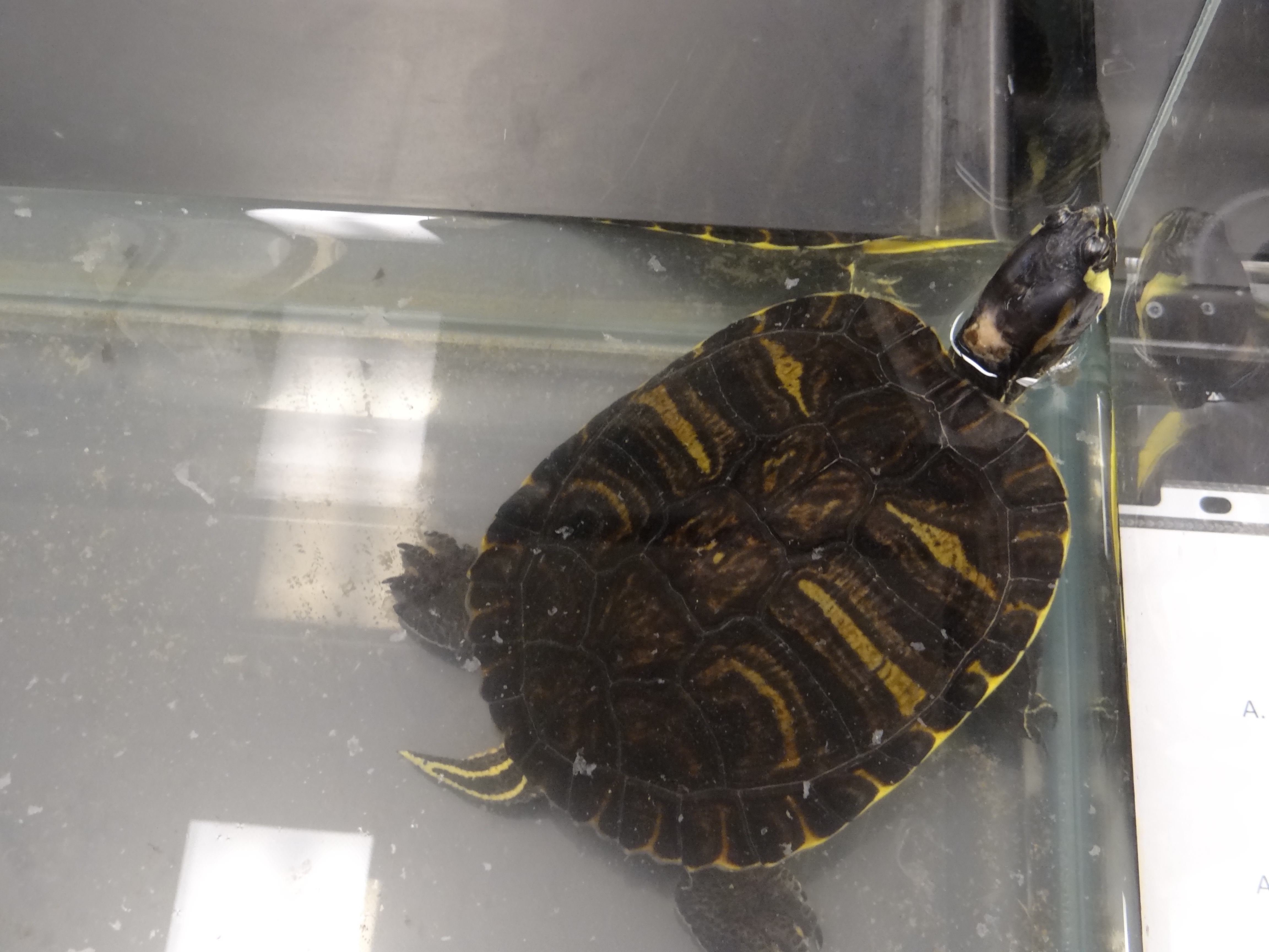 Indiana Science Olympiad Indiana Science Olympiad