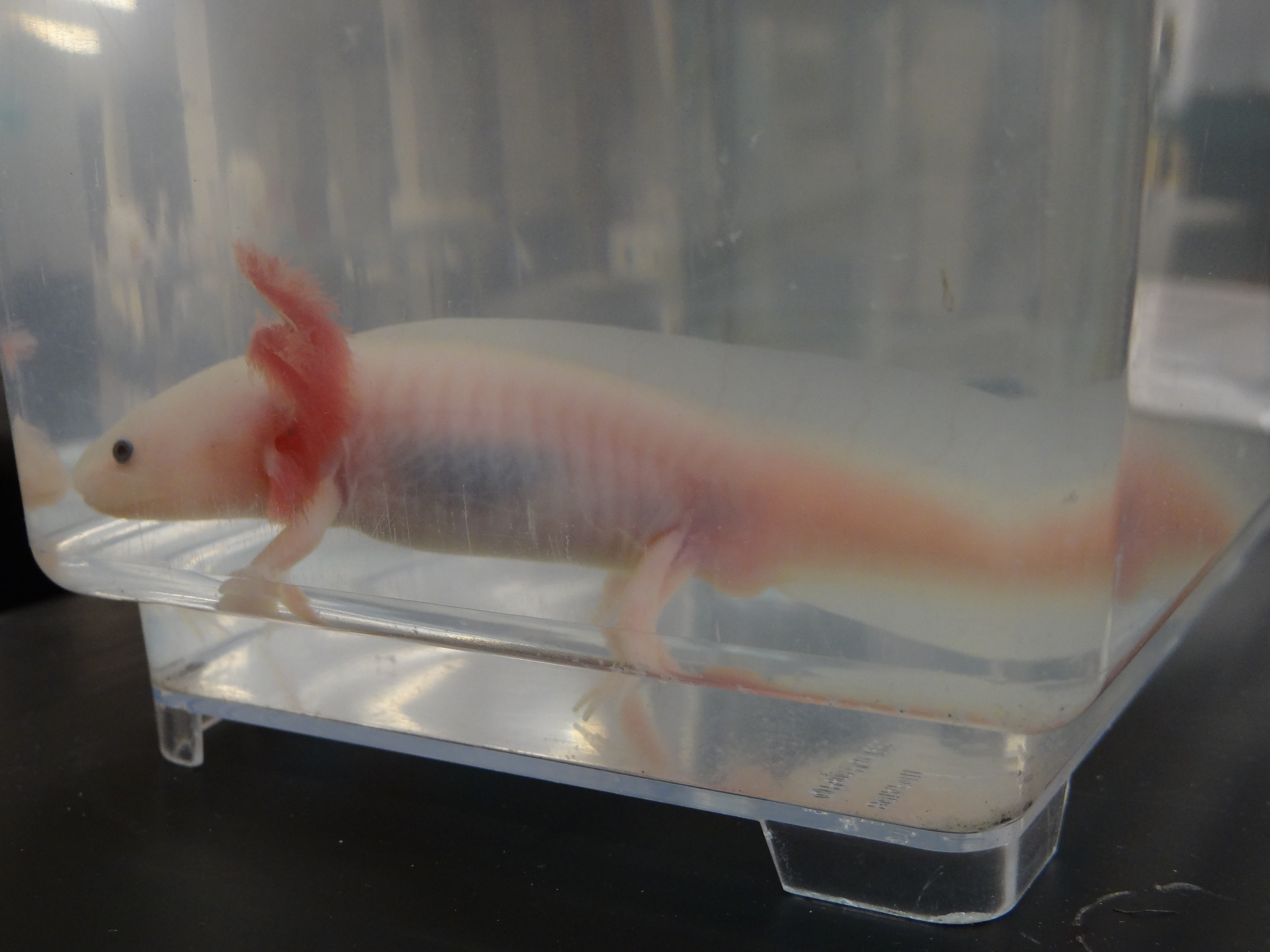 Indiana Science Olympiad Indiana Science Olympiad