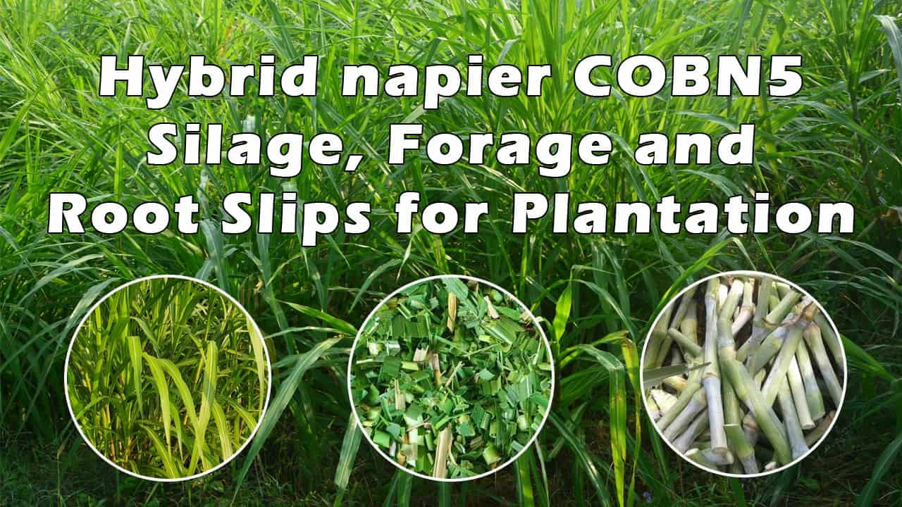 Silage of Hybrid Napier CO5 Grass » Ahmedabad » Indian Cattle