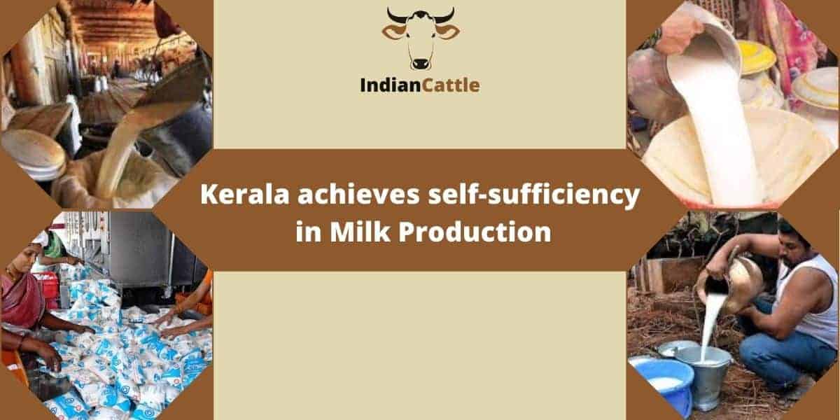 Kerala Achieves Selfsufficiency in Milk Production » Indian Cattle