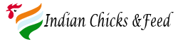 INDIAN CHICKS & FEED