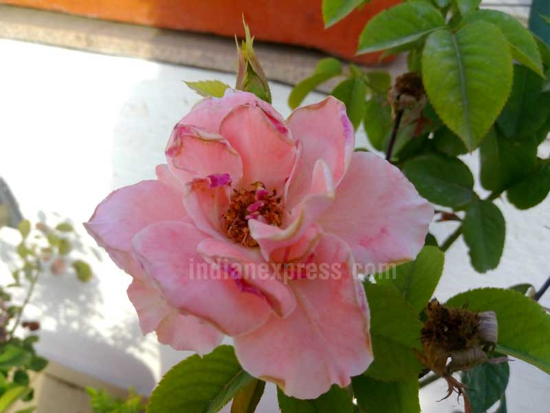 Micromax Evok Note review Decent budget option, but competition is