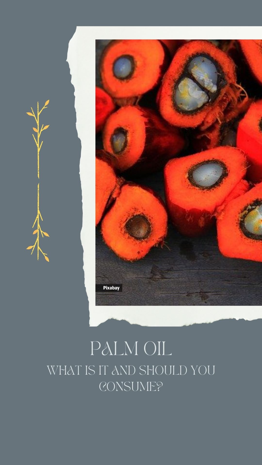 Palm oil What is it and should you consume? The Indian Express