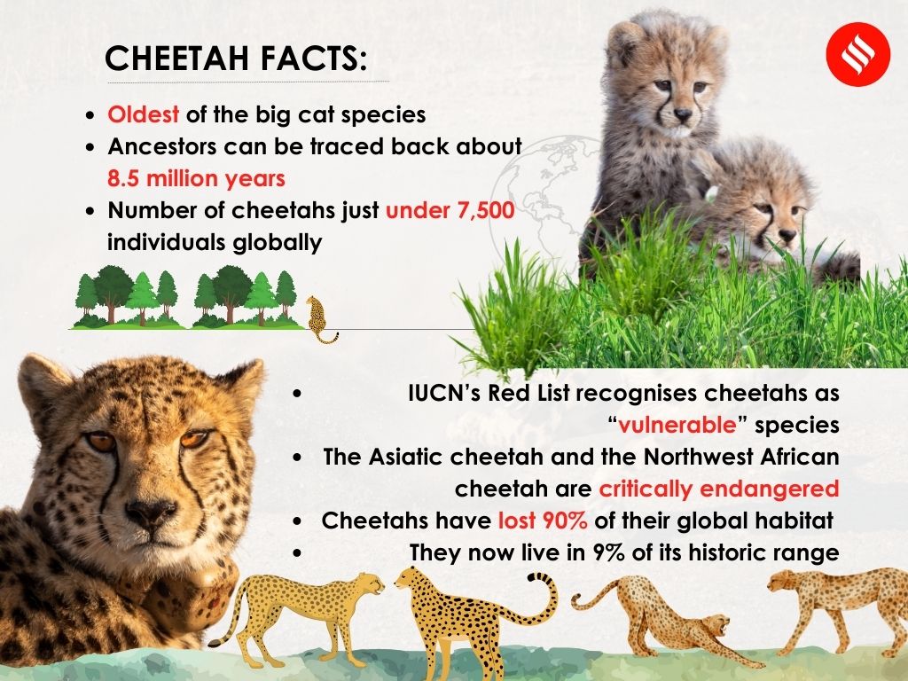 Cheetahs return to India, September 18, 2022 70 years after extinction
