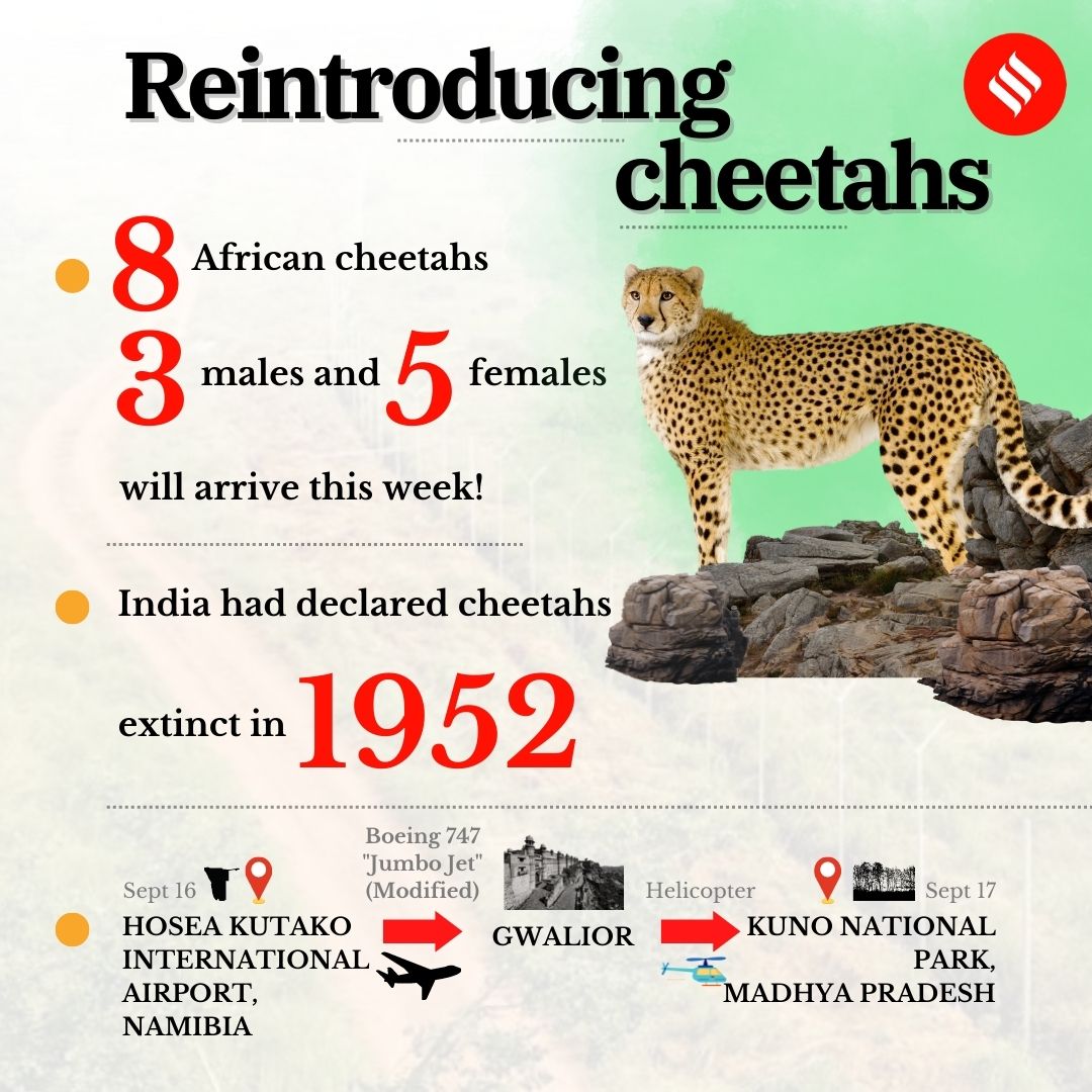 Cheetahs return to India, September 18, 2022 70 years after extinction