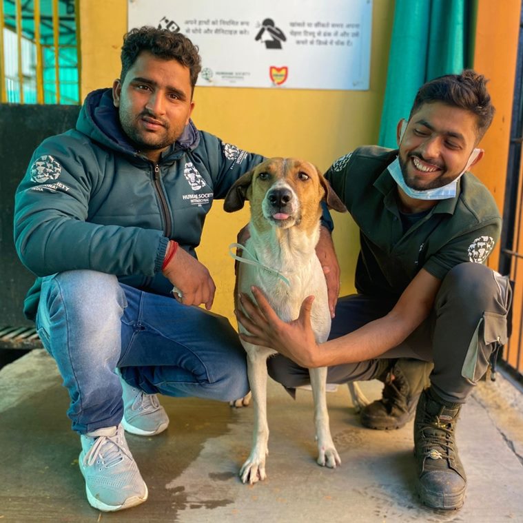 Curbing dog menace 50,000 sterilization surgeries of street dogs