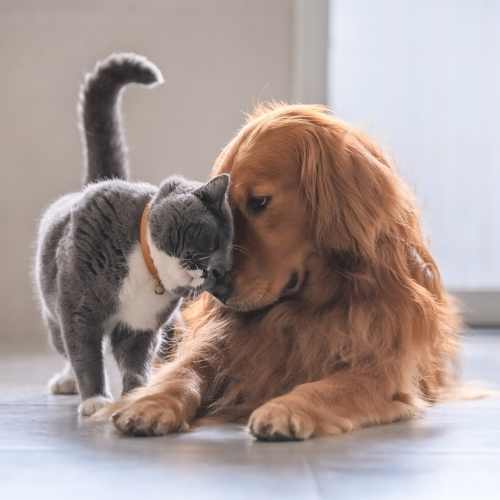 Veterinary Clinic Tuscaloosa, AL 35406 Indian Hills Animal Clinic