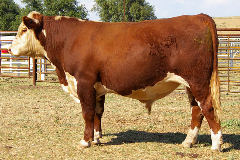 Cattle For Sale Indian Mound Ranch Hereford Cattle Canadian, Texas