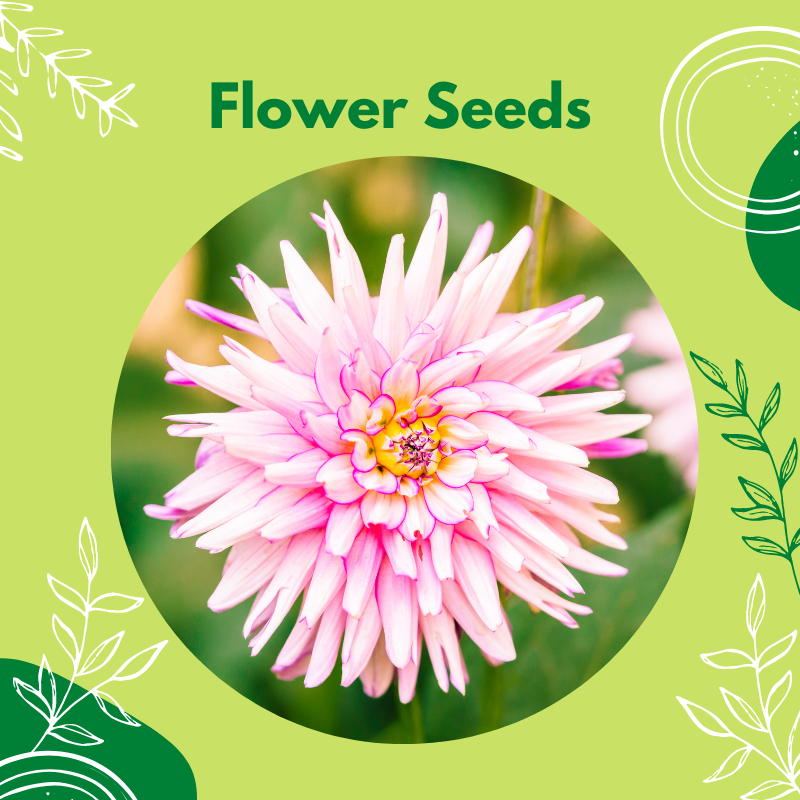 Indian Seeds Buy Flower and Vegetable Seeds Online