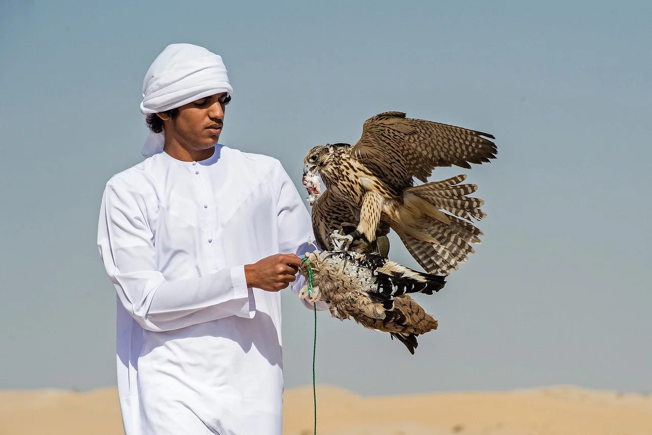 The sport of falconry in the UAE INDIA OUTBOUND