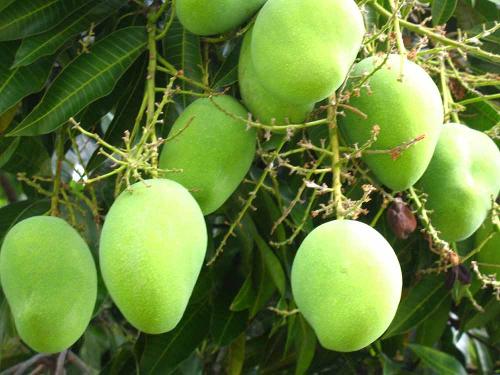 Mango Plants for sale