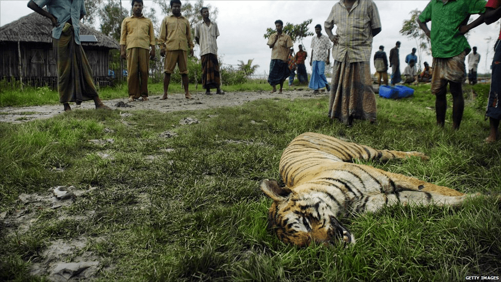 A Record High of 39 Tigers fell Prey to Poachers in 2013 India's