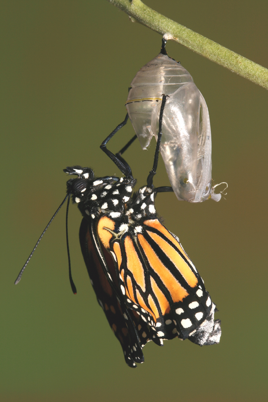 7 Spectacular Butterflies of India (Photos) India's Endangered