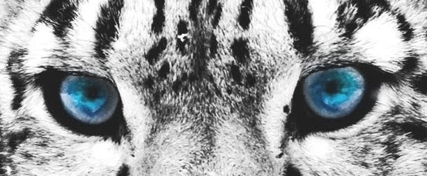 Eyes Spy Quiz India's Endangered