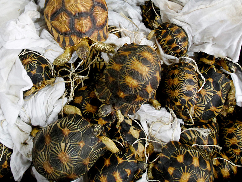 Over 1000 Turtles and Tortoises Rescued in Bangalore from Smugglers India's Endangered