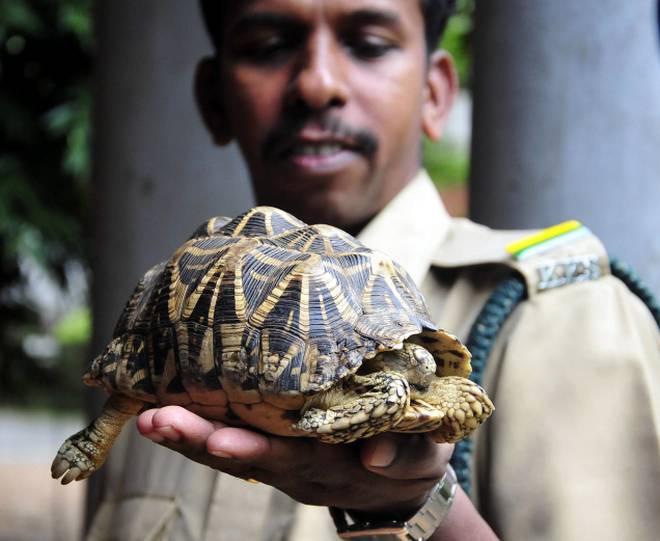 Over 1000 Turtles and Tortoises Rescued in Bangalore from Smugglers India's Endangered