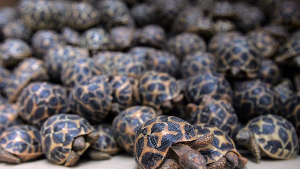 Over 1000 Turtles and Tortoises Rescued in Bangalore from Smugglers India's Endangered