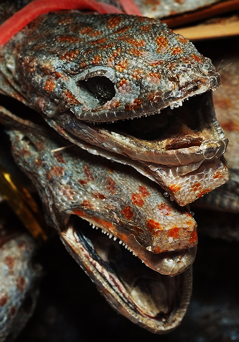 Bengal the Hub of Wildlife Trade in India India