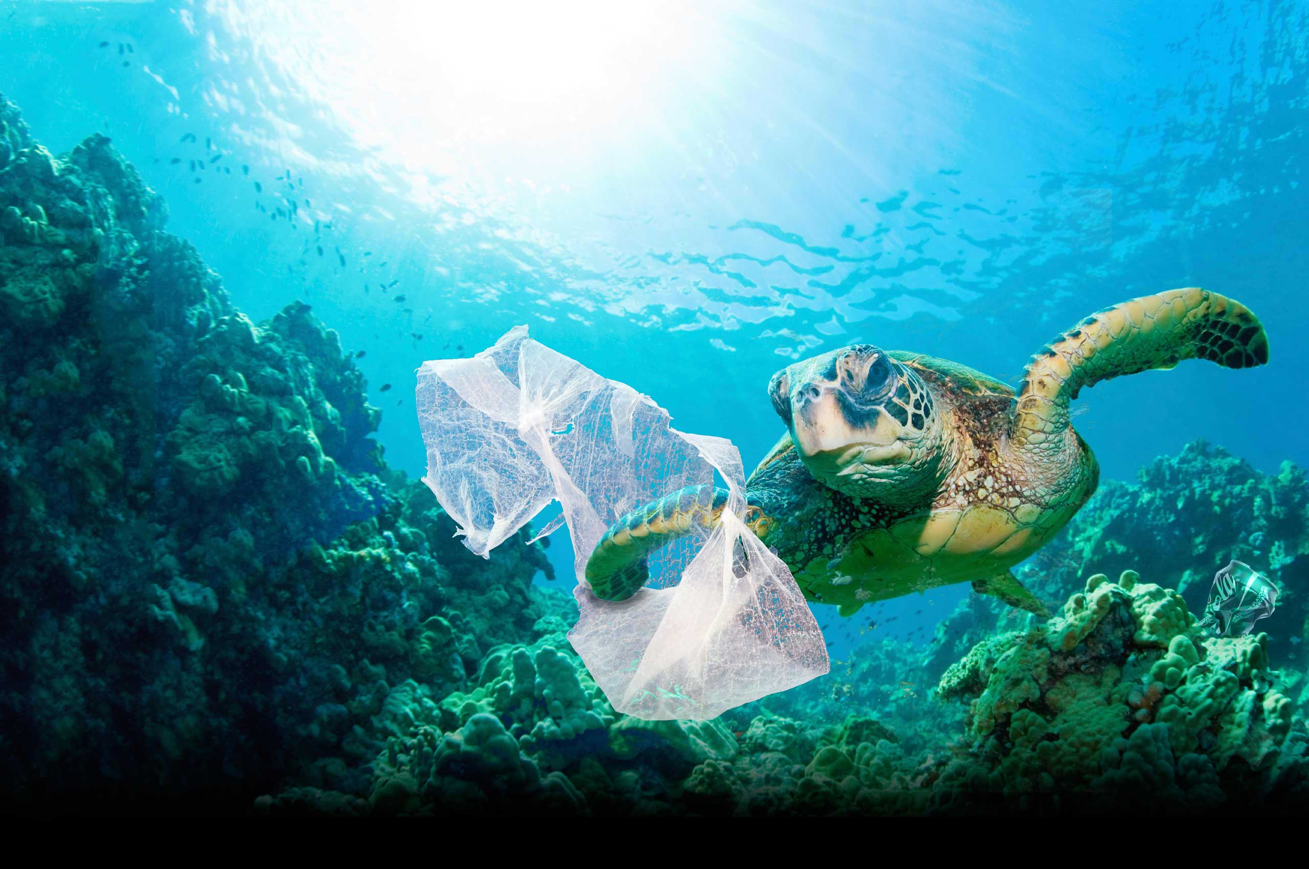 Plastic Is Killing Sea Turtles India's Endangered