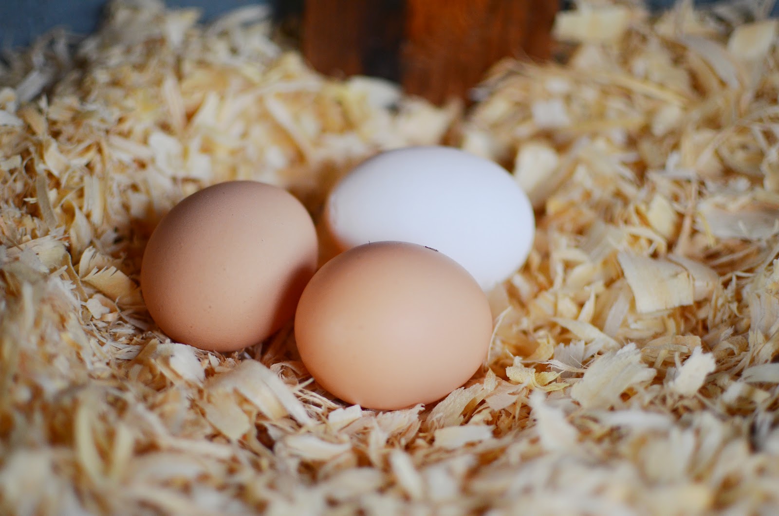 Laying Eggs IndieReader