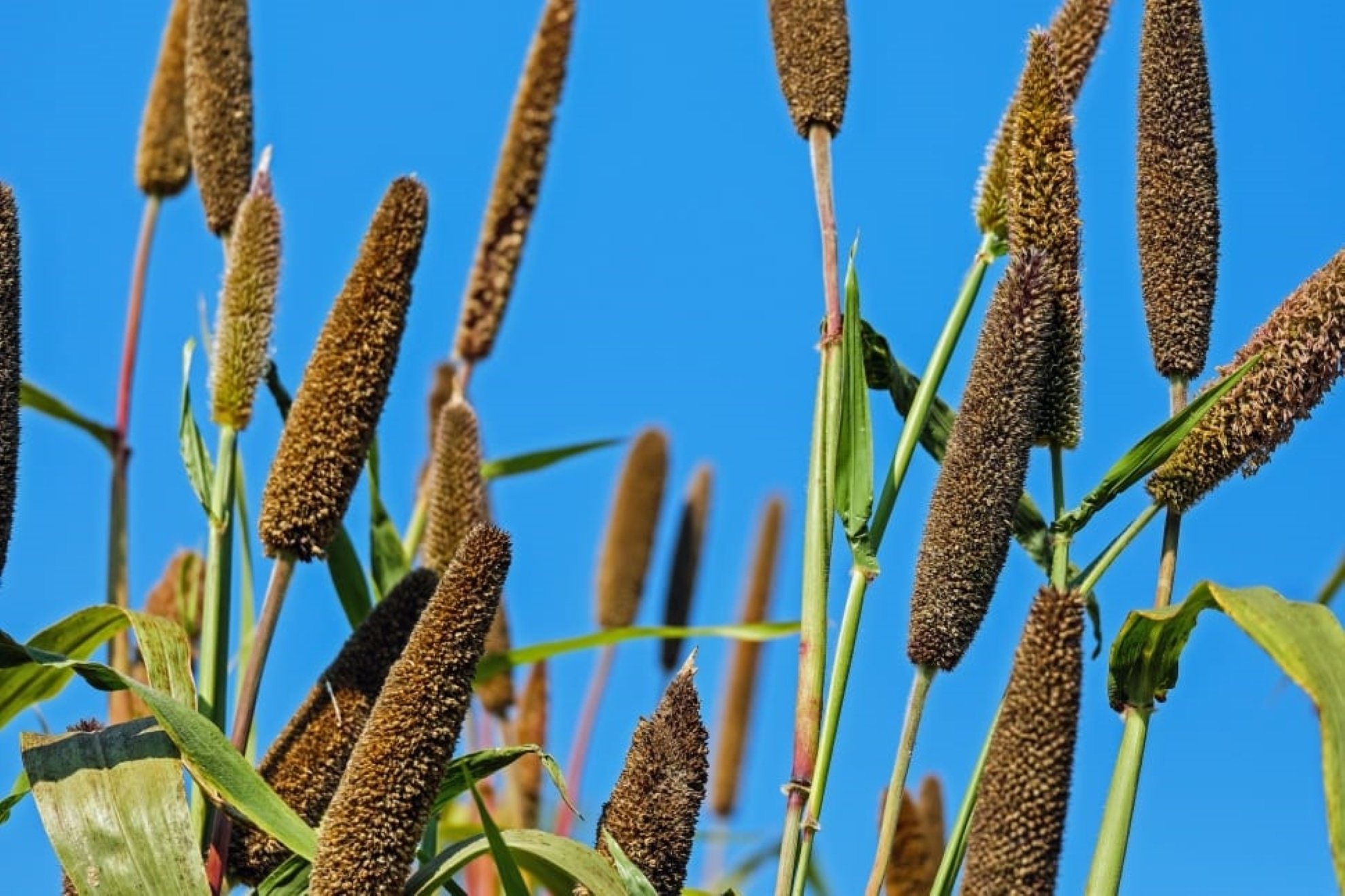 Browntop Millet trending healthy in India IndiFoodBev