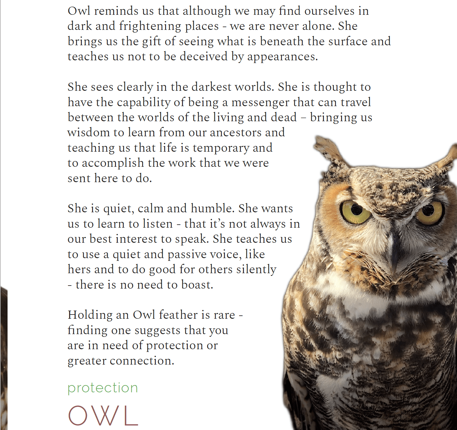 a little book of bird medicines IndigenARTSY