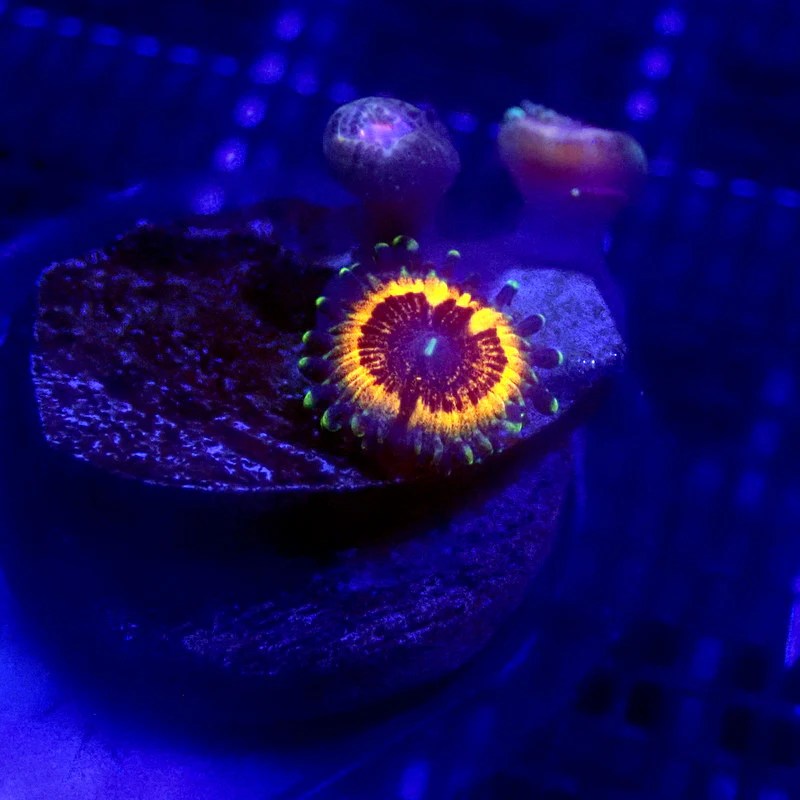 Armor of God Zoanthid WYSIWYG Zoa 1123 Indigo Corals