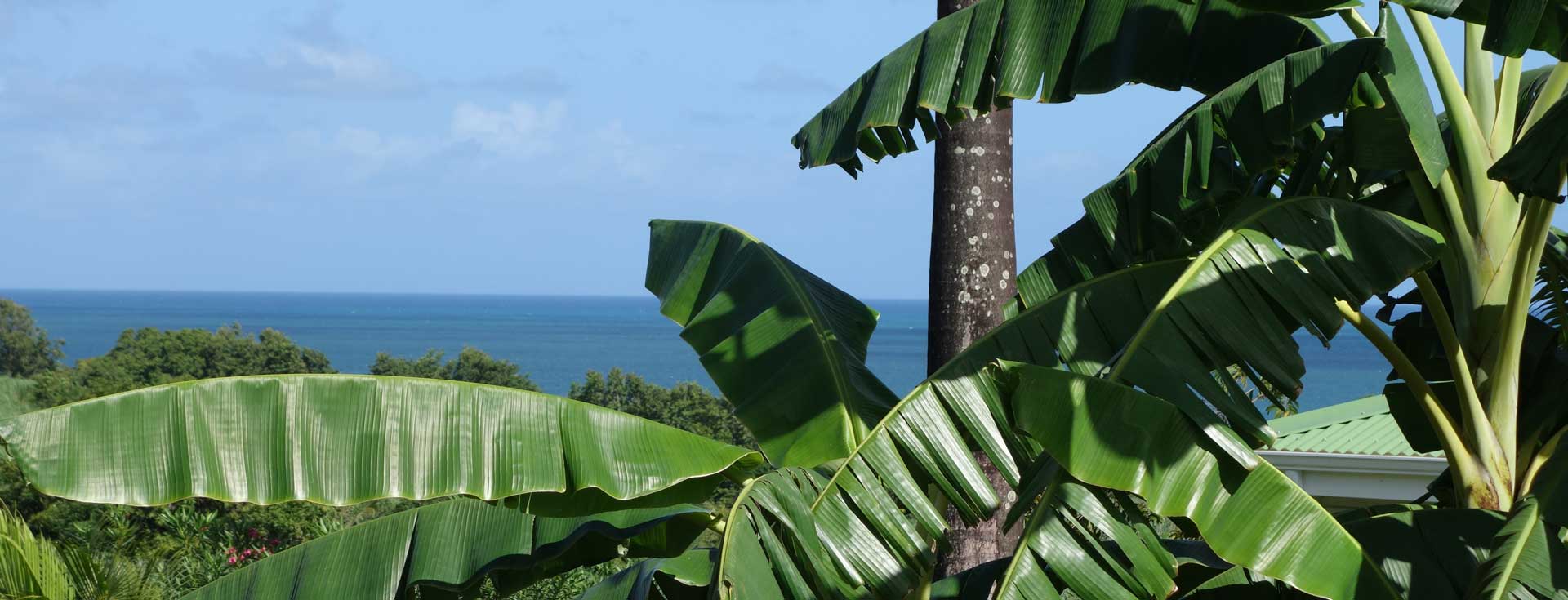 Indigo Palmes Location de Gîtes en Guadeloupe