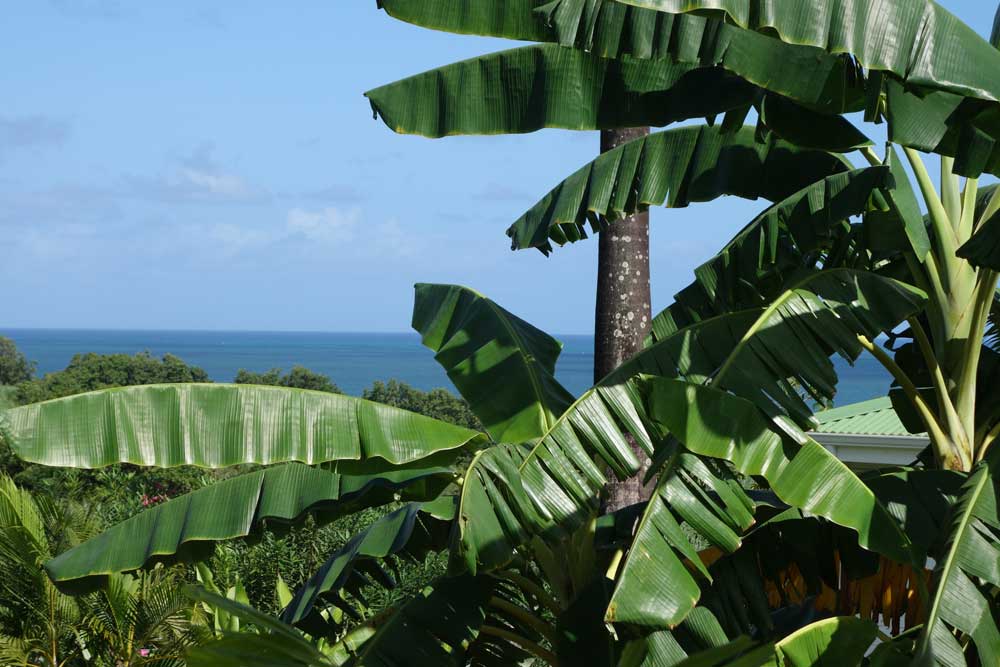 Location de Gîtes avec piscine à Sainte Rose Guadeloupe