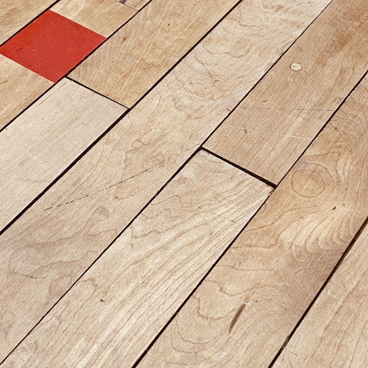 Canadian Maple Strip Flooring Indigo Sprout