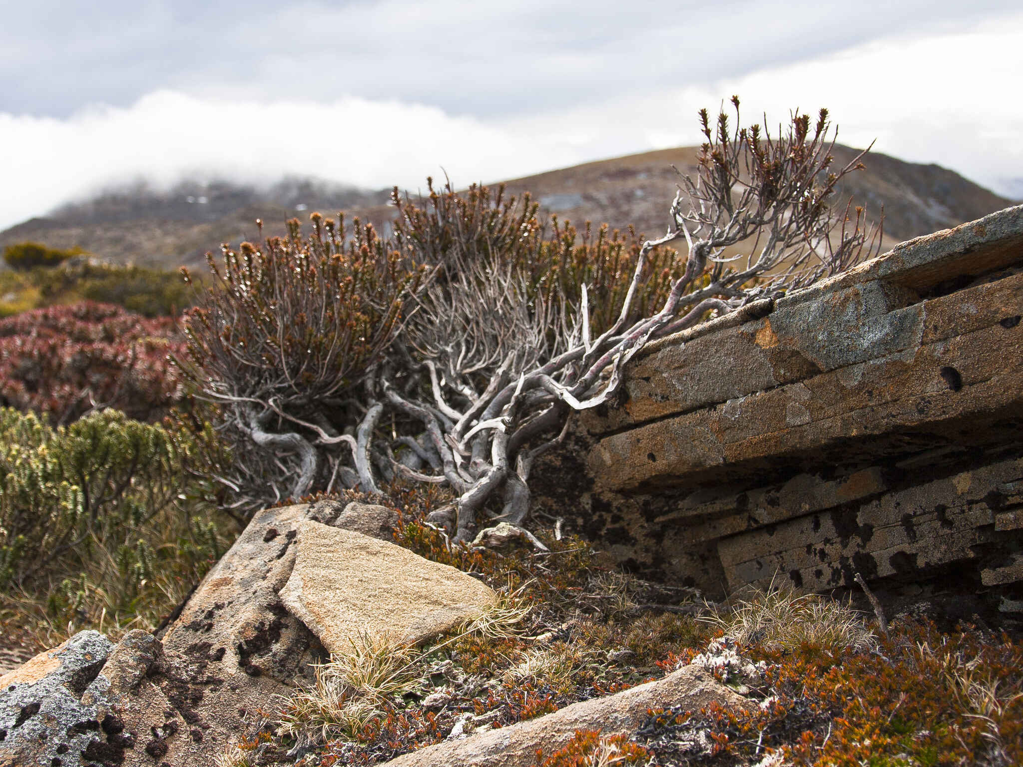 GPU Acceleration of RungeKutta Integrators