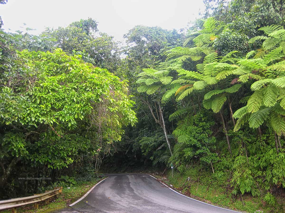 El Yunque National Forest, Puerto Rico
