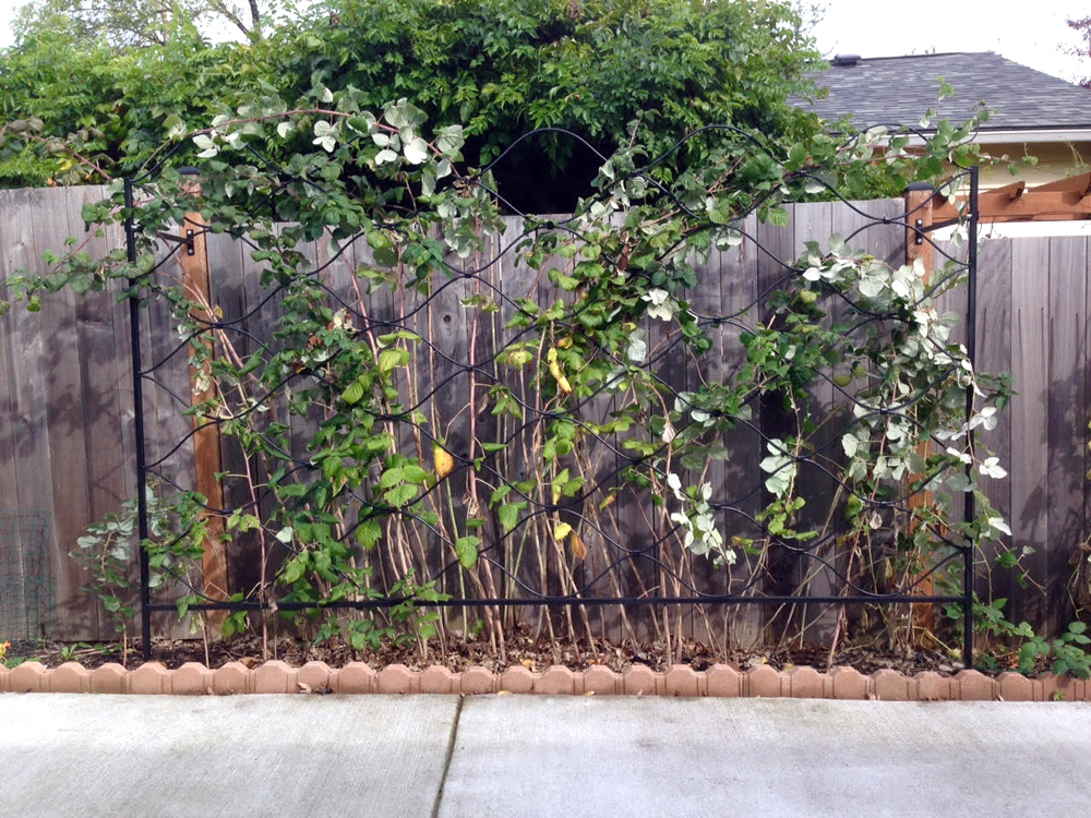 raspberry trellis