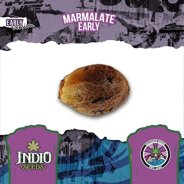 Marmalate Early Version x3 Delicious Seeds Indio Seeds