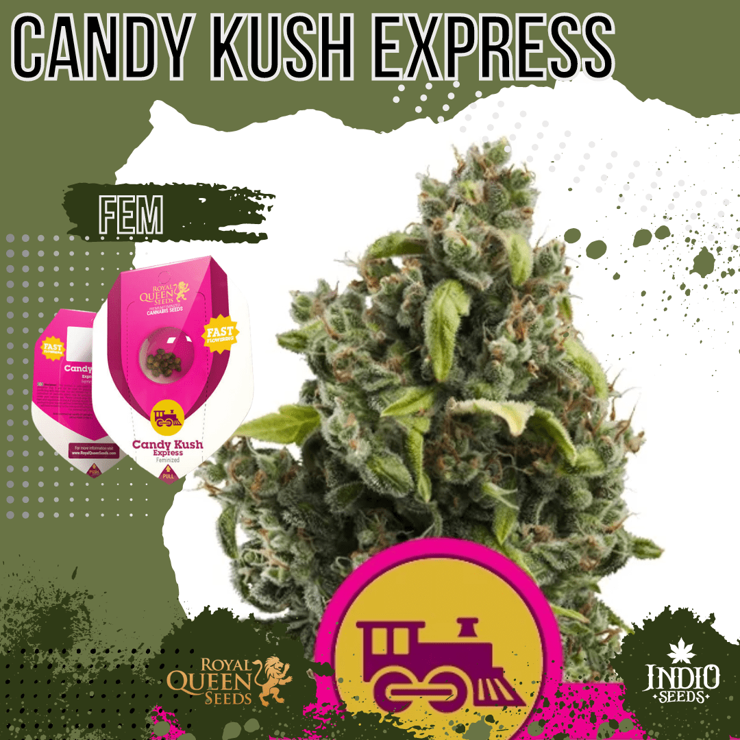 Candy Kush Express (Faster) X3 Royal Queen Indio Seeds