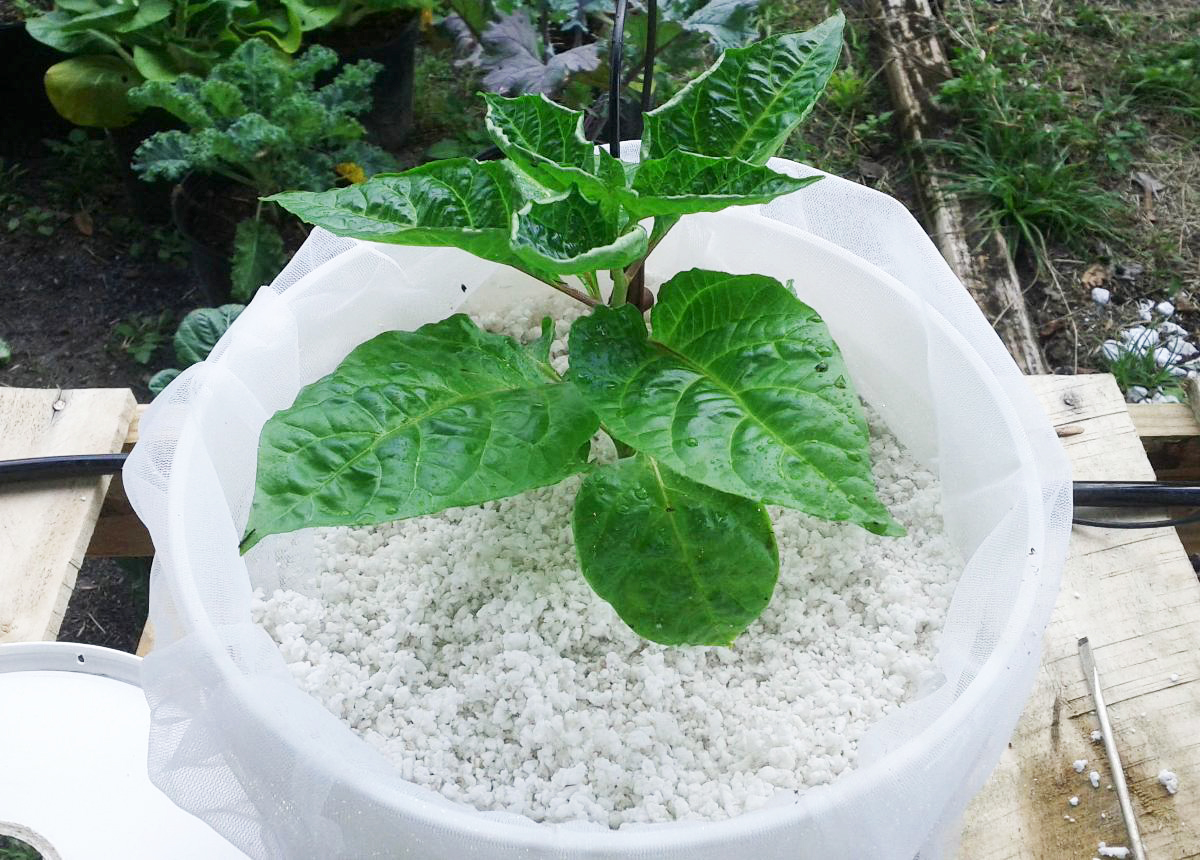 Growing Plants in Perlite Indo Bata Api Utama