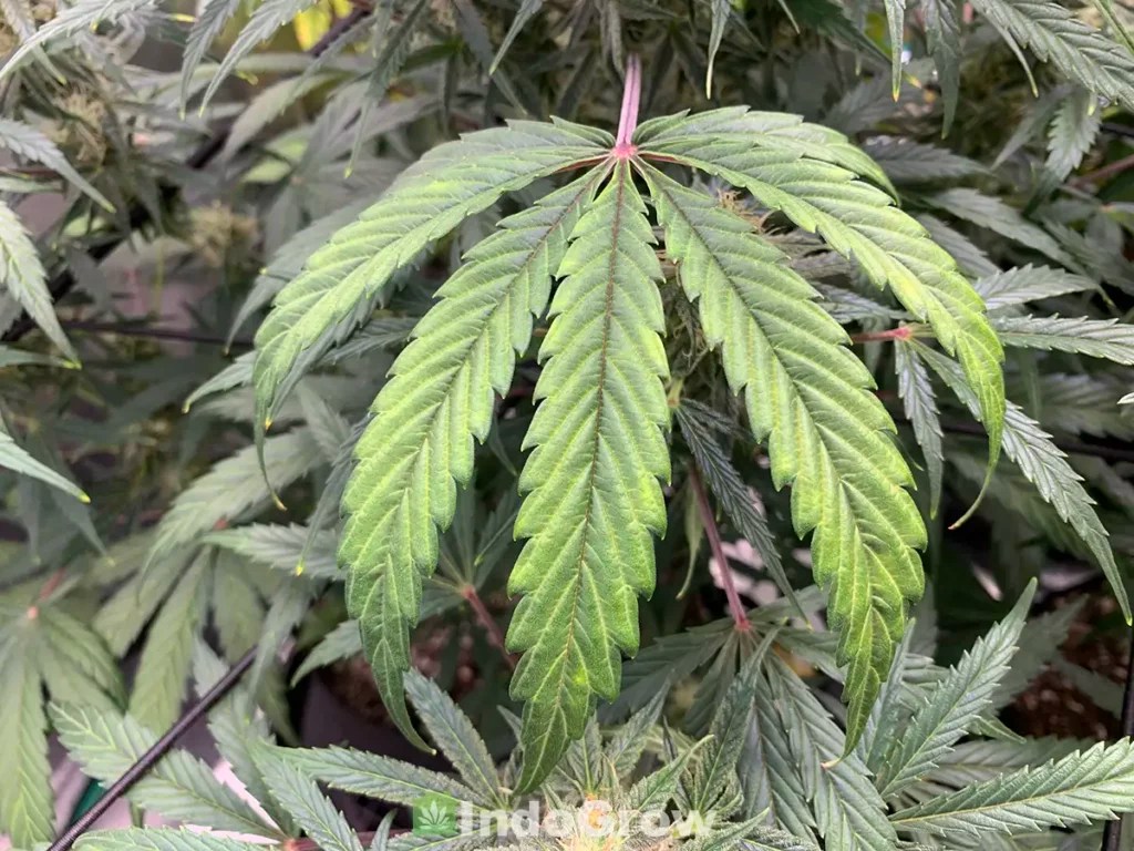 Nutrient Deficiency in Weed Plants IndoGrow