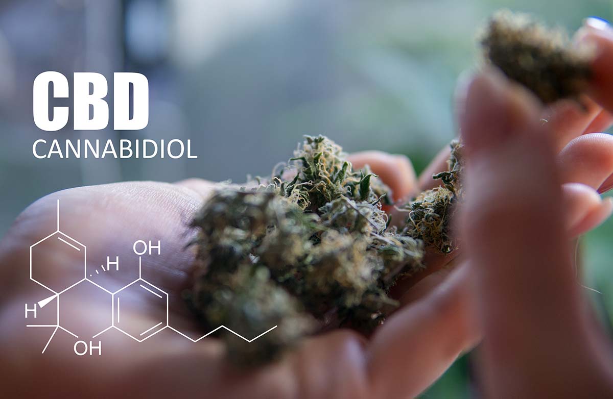 High CBD Strains IndoGrow