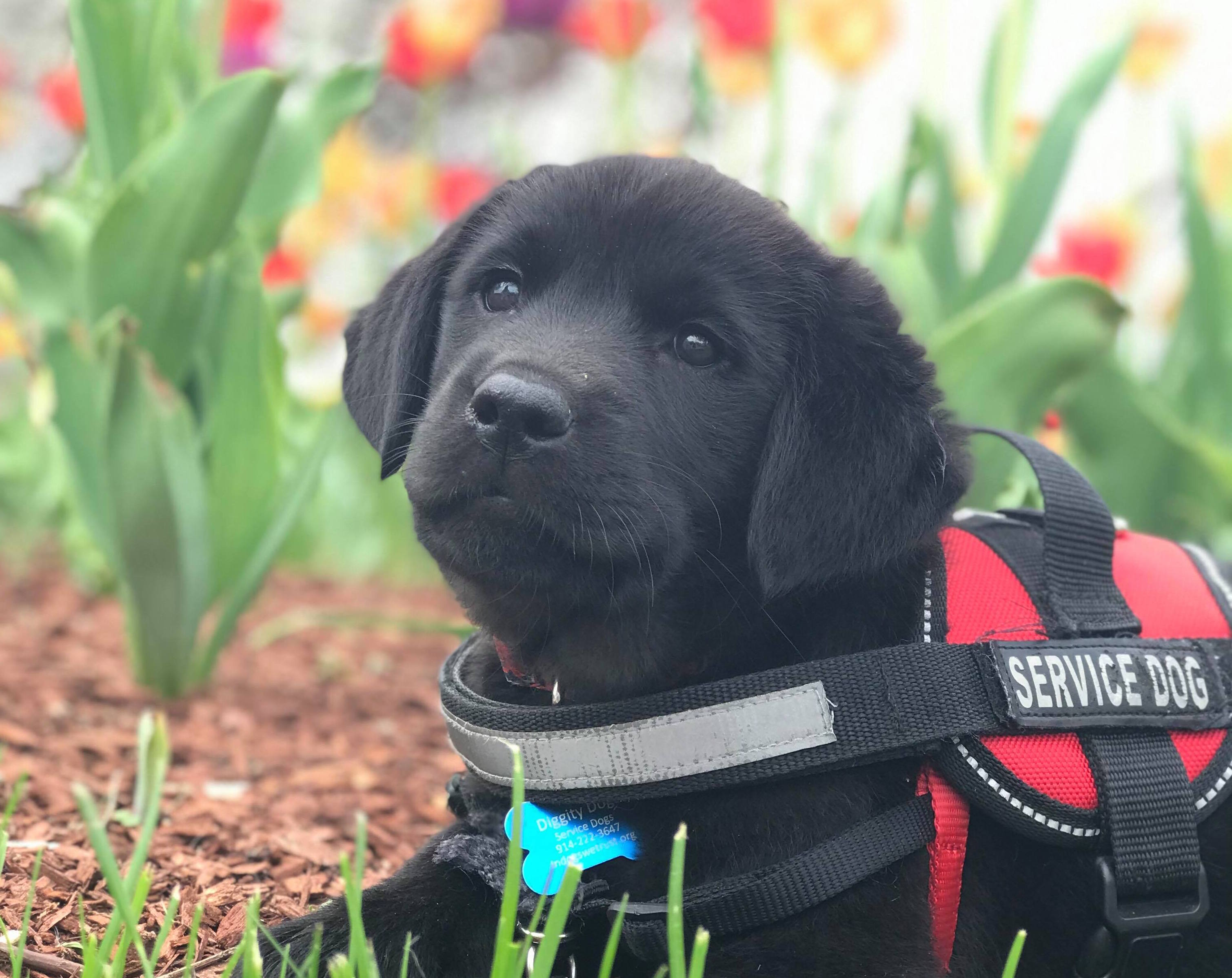 Can A Service Dog Have Puppies